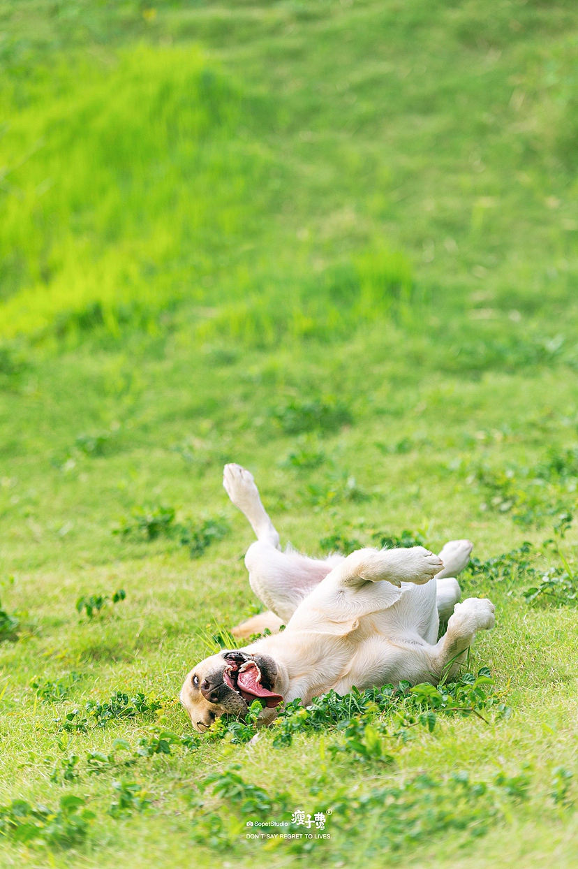 维尼的秋日计划（图ZMzE2NjA2NTEy） - 宠物摄影 - 站酷设计师瘦子费原创素材 - 站酷ZCOOL