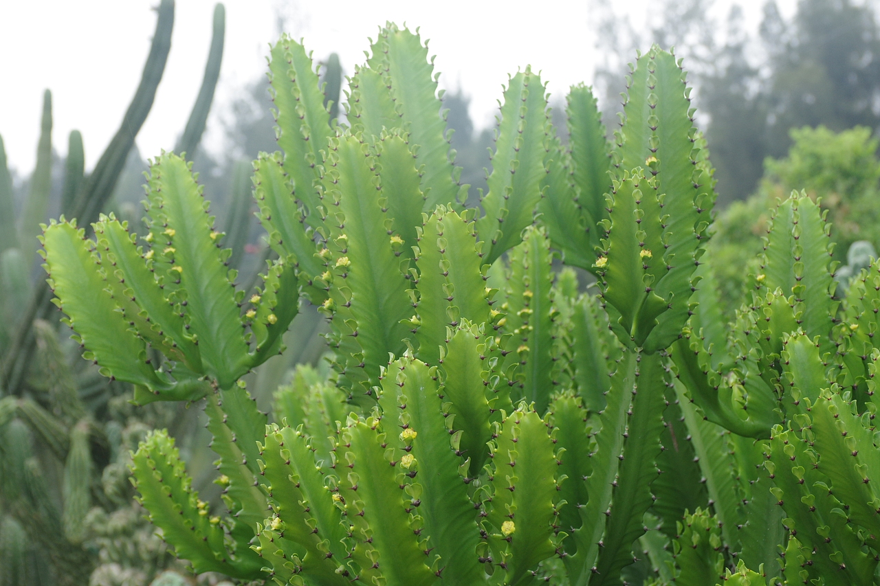 户外摄影--厦门摄影（鼓浪屿、植物园）（图ZNTc4Mzc4ODA=） - 环境/建筑摄影 - 站酷设计师今天能喝咖啡了吗原创素材 - 站酷ZCOOL