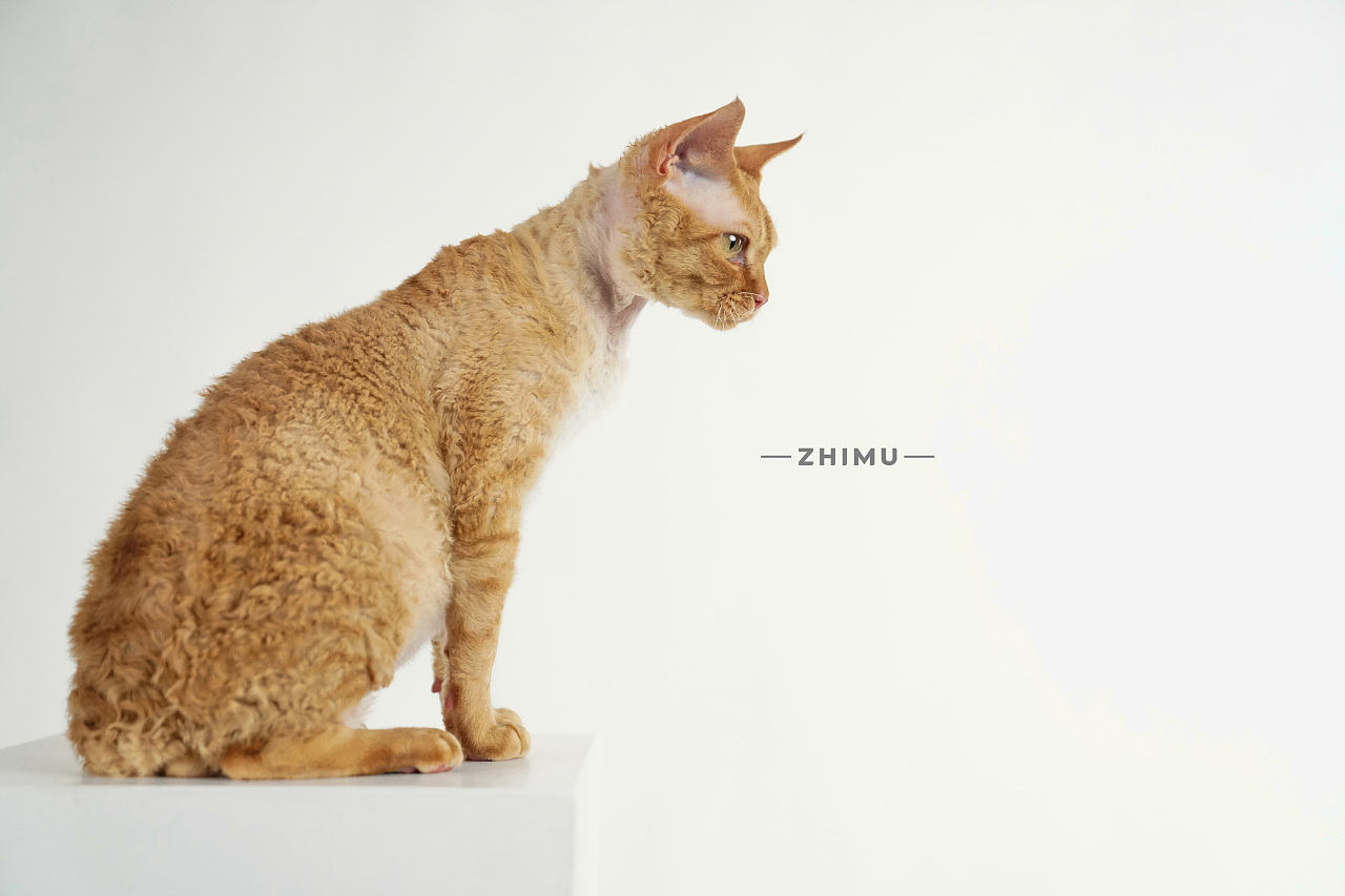 宠物摄影源计划-Down the mountain tiger