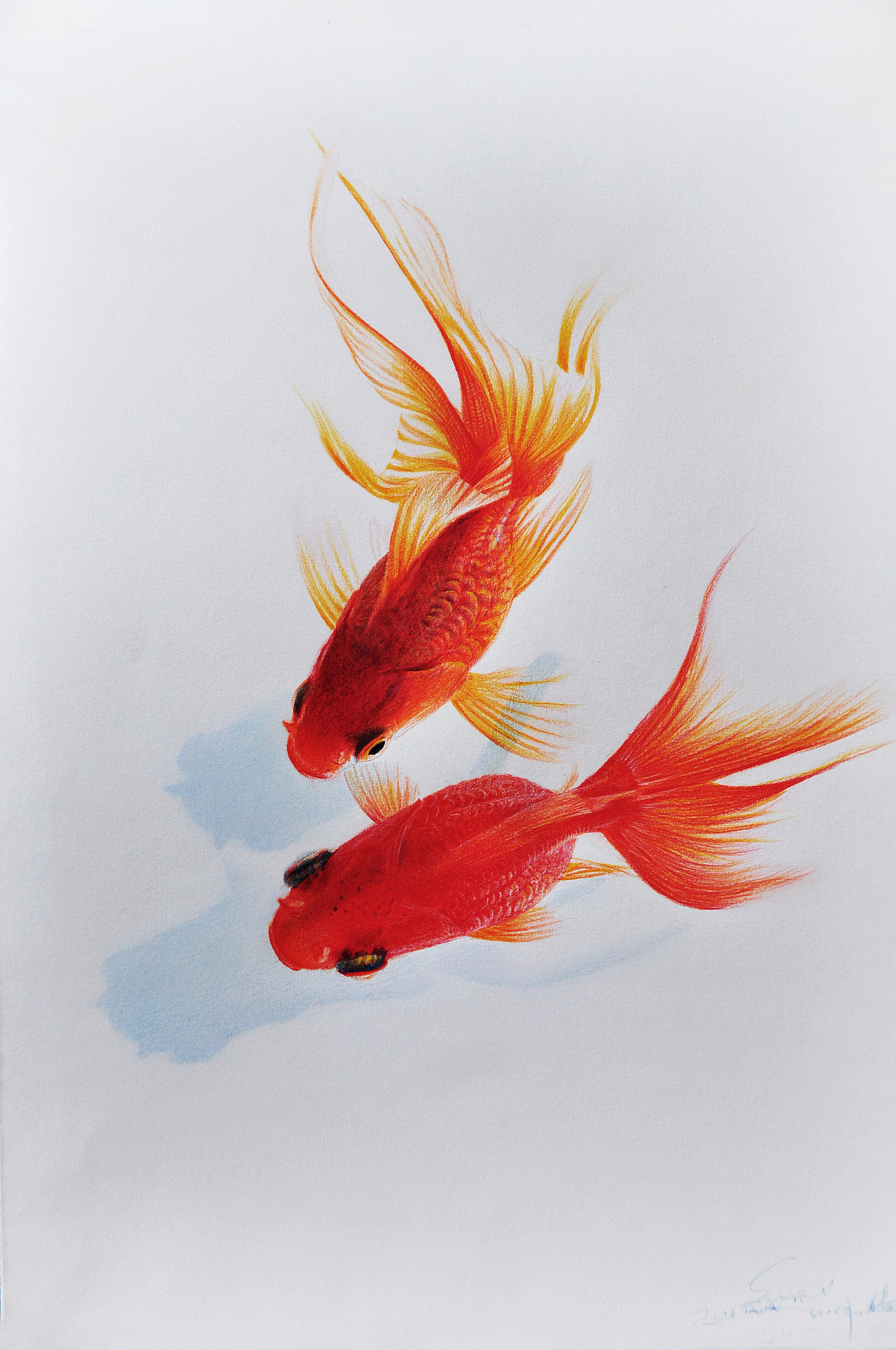 孙伟彩铅作品&nbsp;《金鱼嬉戏2》&nbsp;网名:画徒子小伟