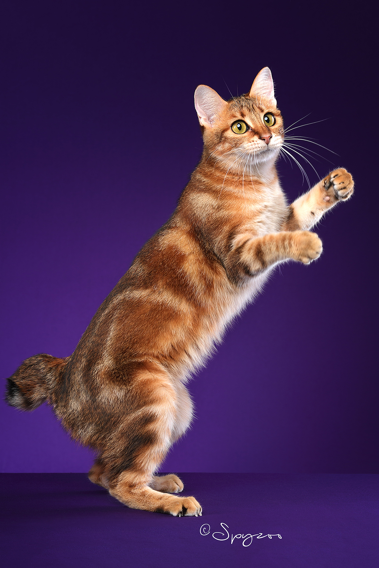 spyzoo大连wcf现场拍摄的千岛短尾猫