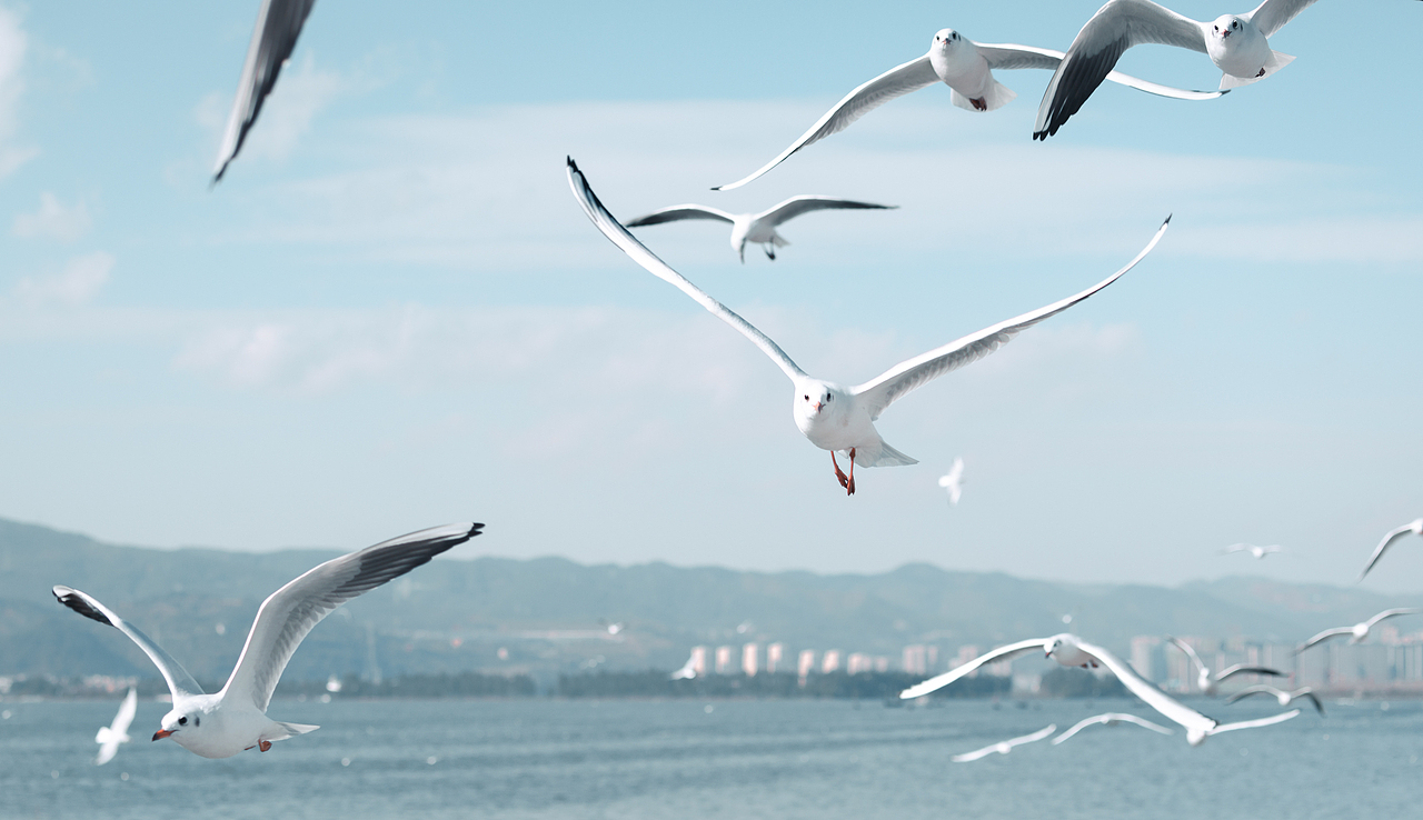 旅摄|昆明滇池海埂大坝海鸥