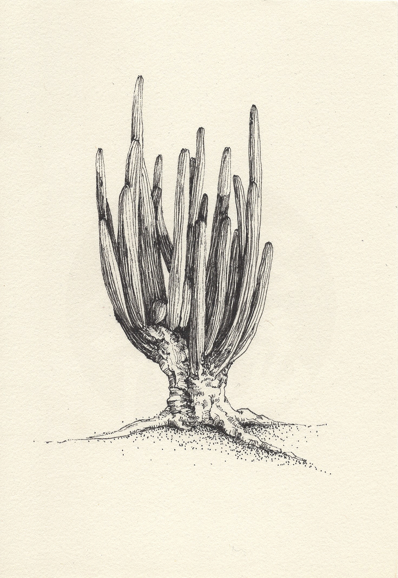 手绘 黑白 植物|插画|绘本|胜胜呀 - 原创作品 - 站酷 (zcool)