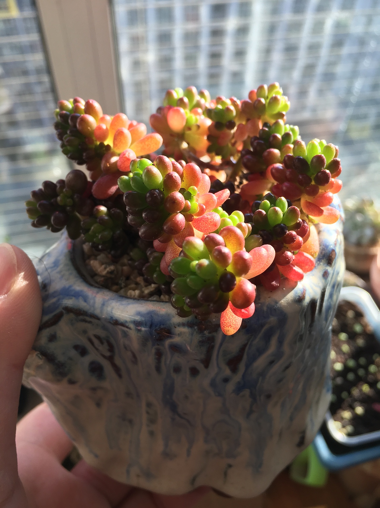 小浆果,争取让她全部变红。