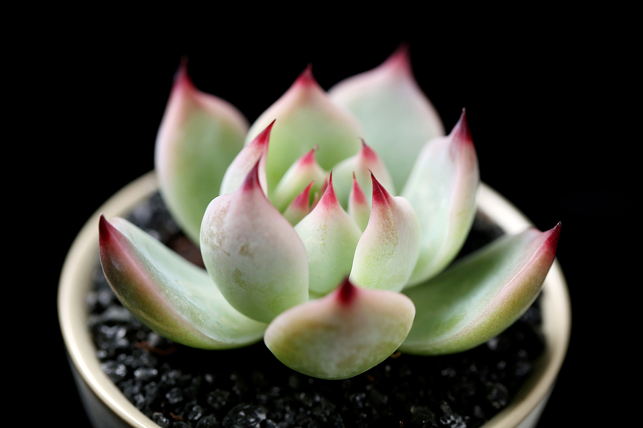 多肉植物 绿植 盆栽 林赛