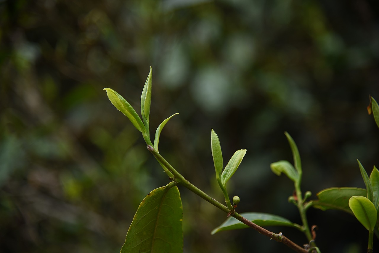 春日里的茶树发芽啦~（图ZMjkyOTg3NjUy） - 风光摄影 - 站酷设计师阿雪啦原创素材 - 站酷ZCOOL