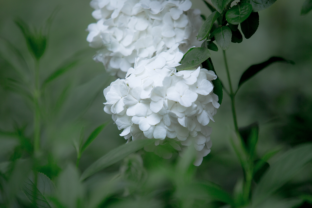 PURE WHITE（图ZNDYyNjY3Mjg=） - 风光摄影 - 站酷设计师浮沉流星原创素材 - 站酷ZCOOL