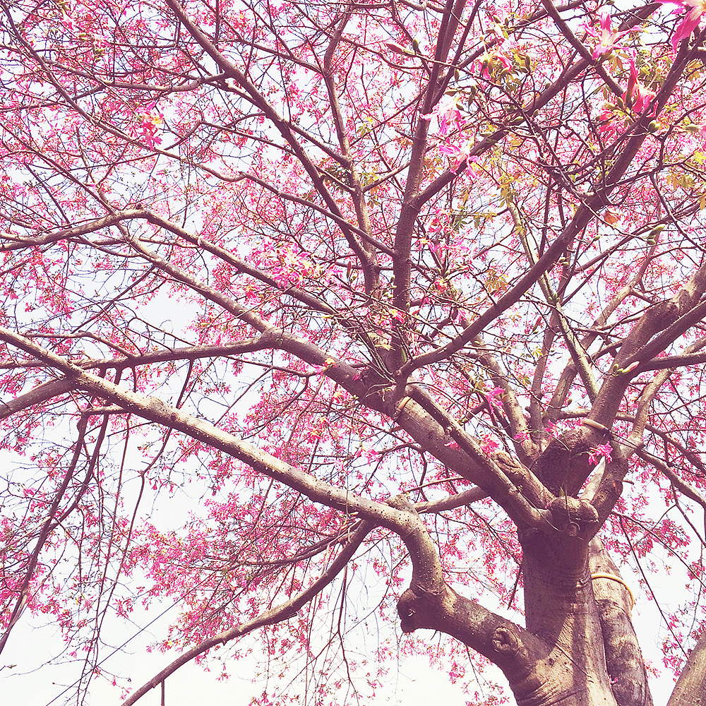 开得好灿烂..（图ZMjU0NzY0NzI=） - 风光摄影 - 站酷设计师KIKI7_原创素材 - 站酷ZCOOL