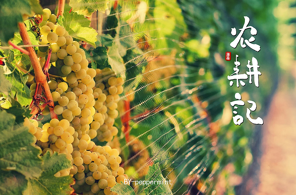 手写字练习（图ZMTk1OTQ5NTU2） - 字体/字形 - 站酷设计师peppermint412原创素材 - 站酷ZCOOL