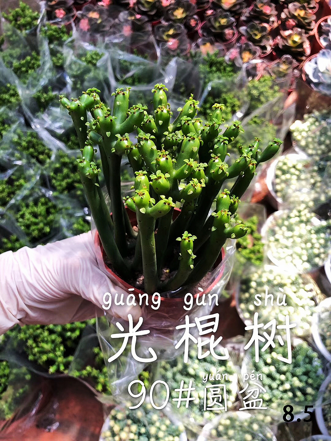 云南东南亚多肉绿植（图ZMTU1NDUxMzgw） - 产品摄影 - 站酷设计师绿植玩家原创素材 - 站酷ZCOOL