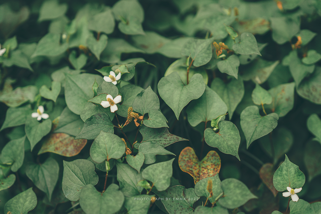 端午安康-和奶奶一起拍照过端午（图ZMzAzNTUzODk2） - 人像摄影 - 站酷设计师emma_fancy原创素材 - 站酷ZCOOL