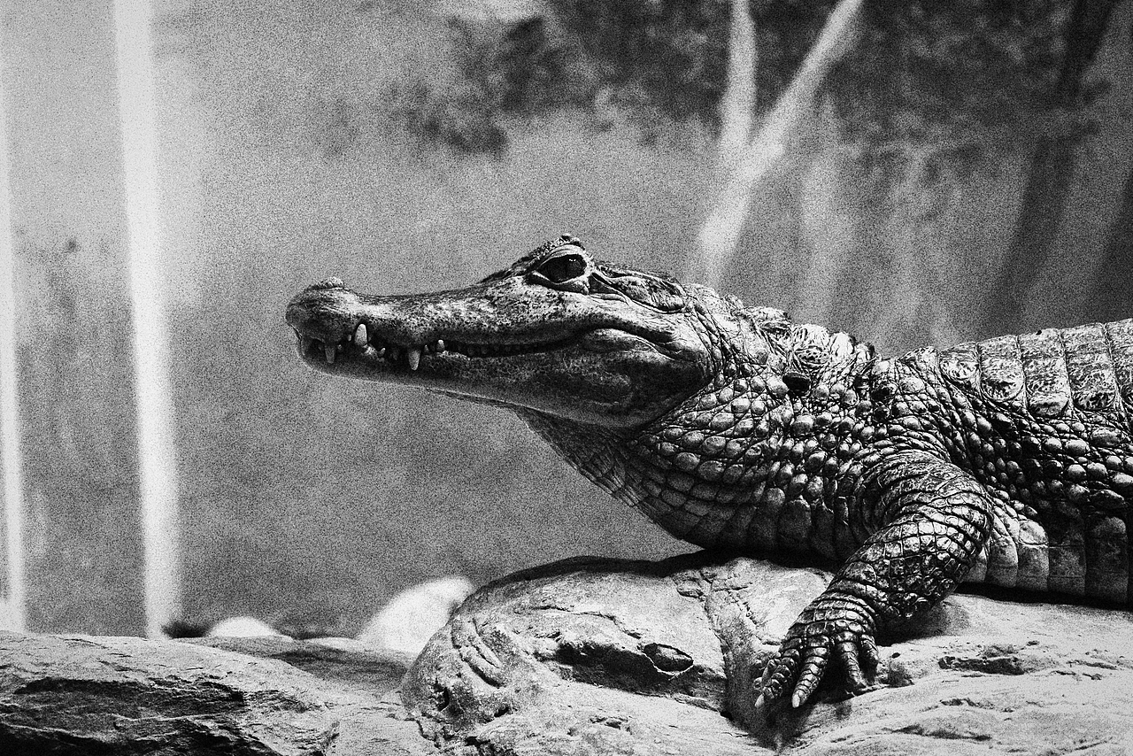 《北京动物园》略伤感（图ZMTA1MzM2NDky） - 宠物摄影 - 站酷设计师不是扶桑原创素材 - 站酷ZCOOL