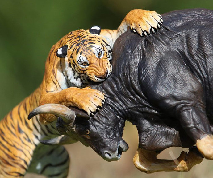 大飞gk系列——孟虎扑食白肢野牛,两种杰出动物相遇,必将展开一场你s