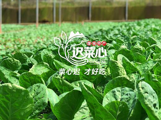 增城迟菜心——VI品牌形象设计