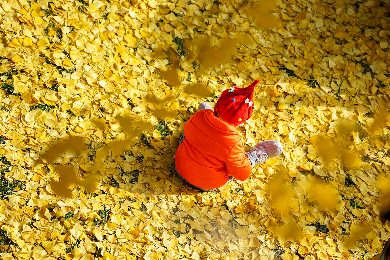 成都的银杏季（图ZMTM3OTIxMzEy） - 人文/纪实摄影 - 站酷设计师迪克高原创素材 - 站酷ZCOOL