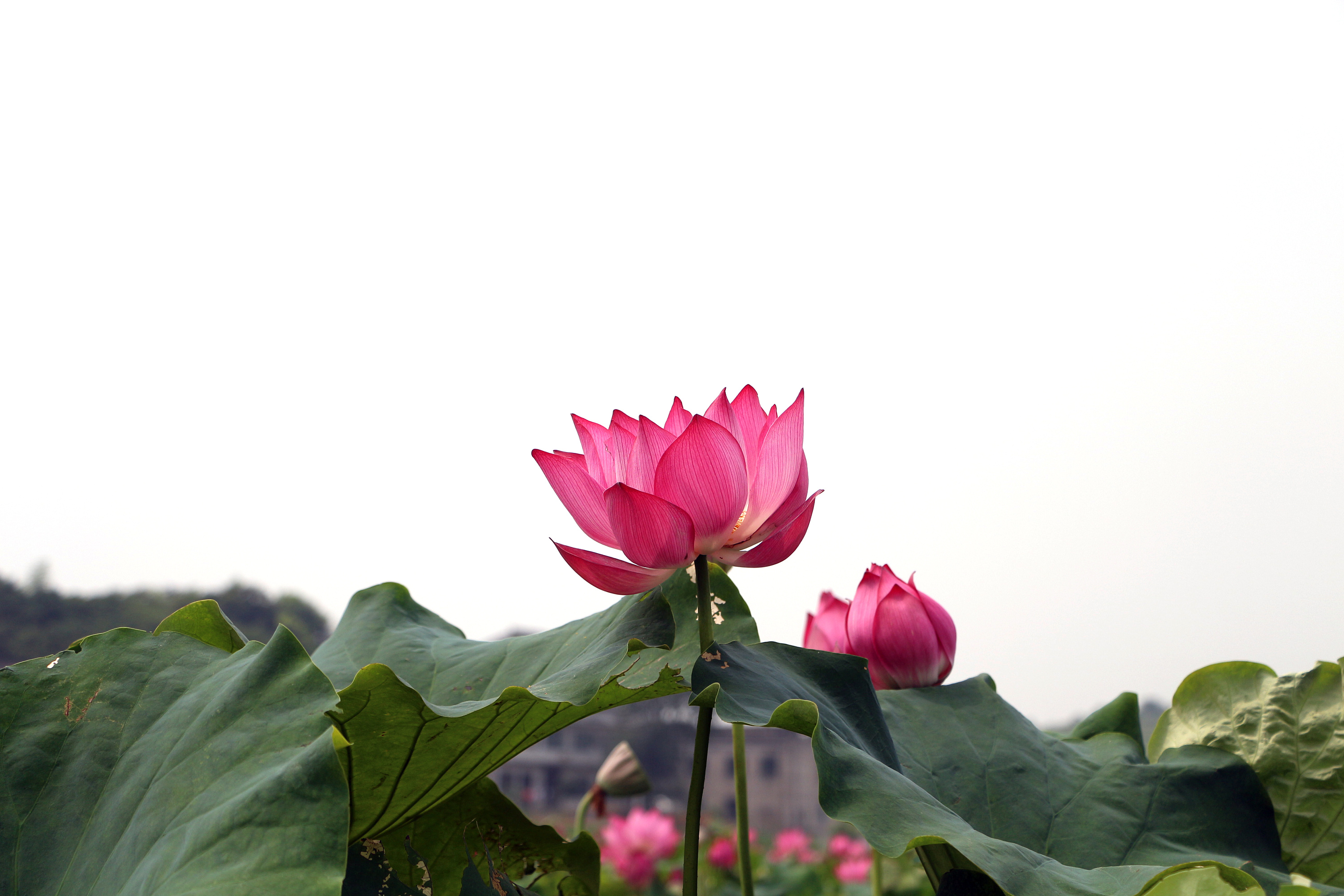 原生态荷花农村风景乡村乡村美景