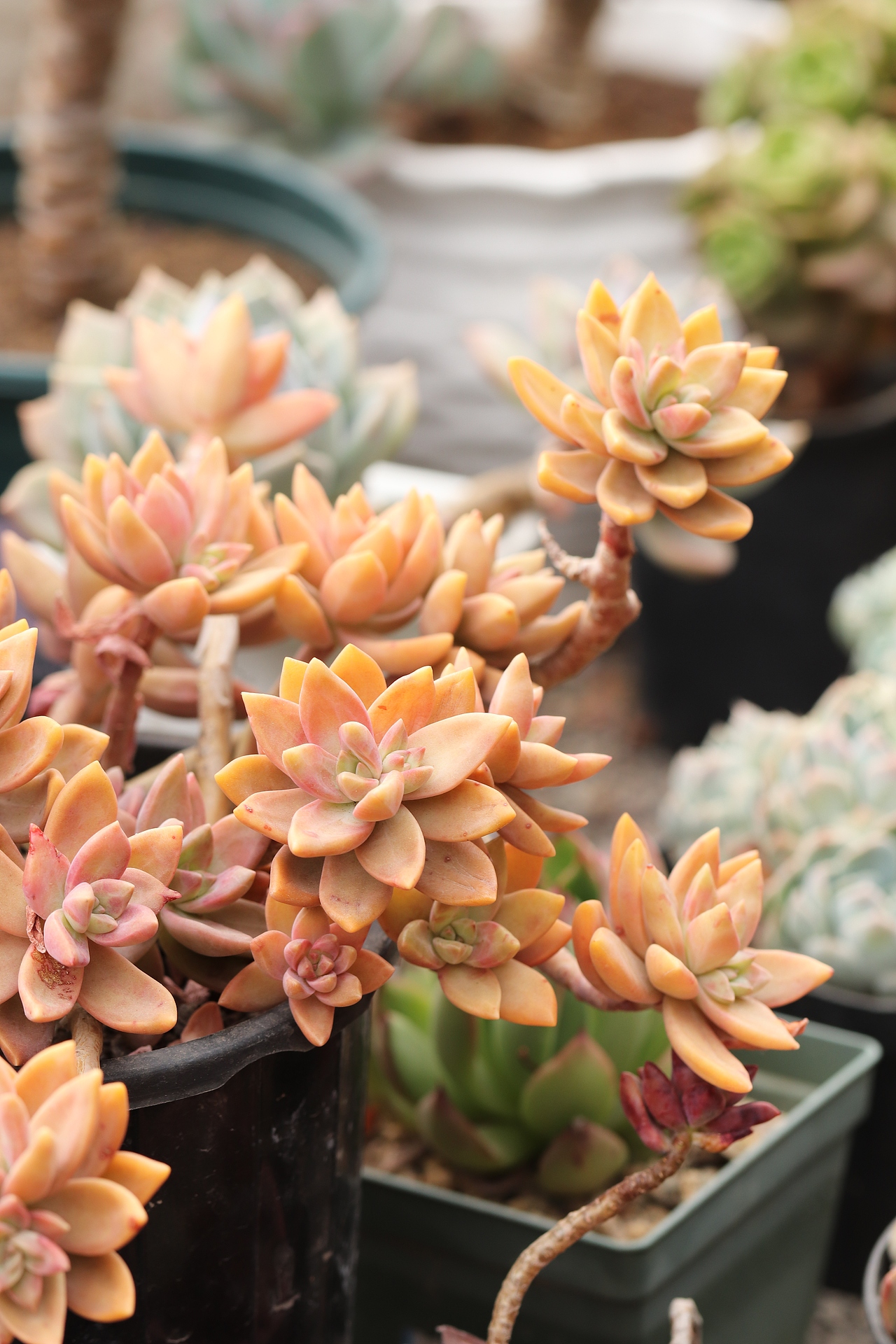 多肉（图ZMjU3MTM2NTky） - 其他摄影 - 站酷设计师生活可爱原创素材 - 站酷ZCOOL