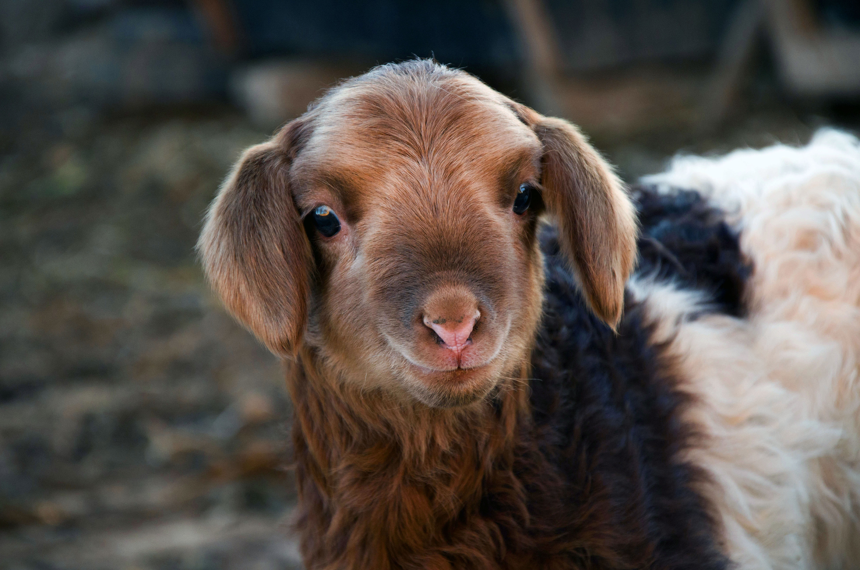 奶奶家的羊|摄影|动物|祁大明 - 原创作品 - 站酷 (zcool)