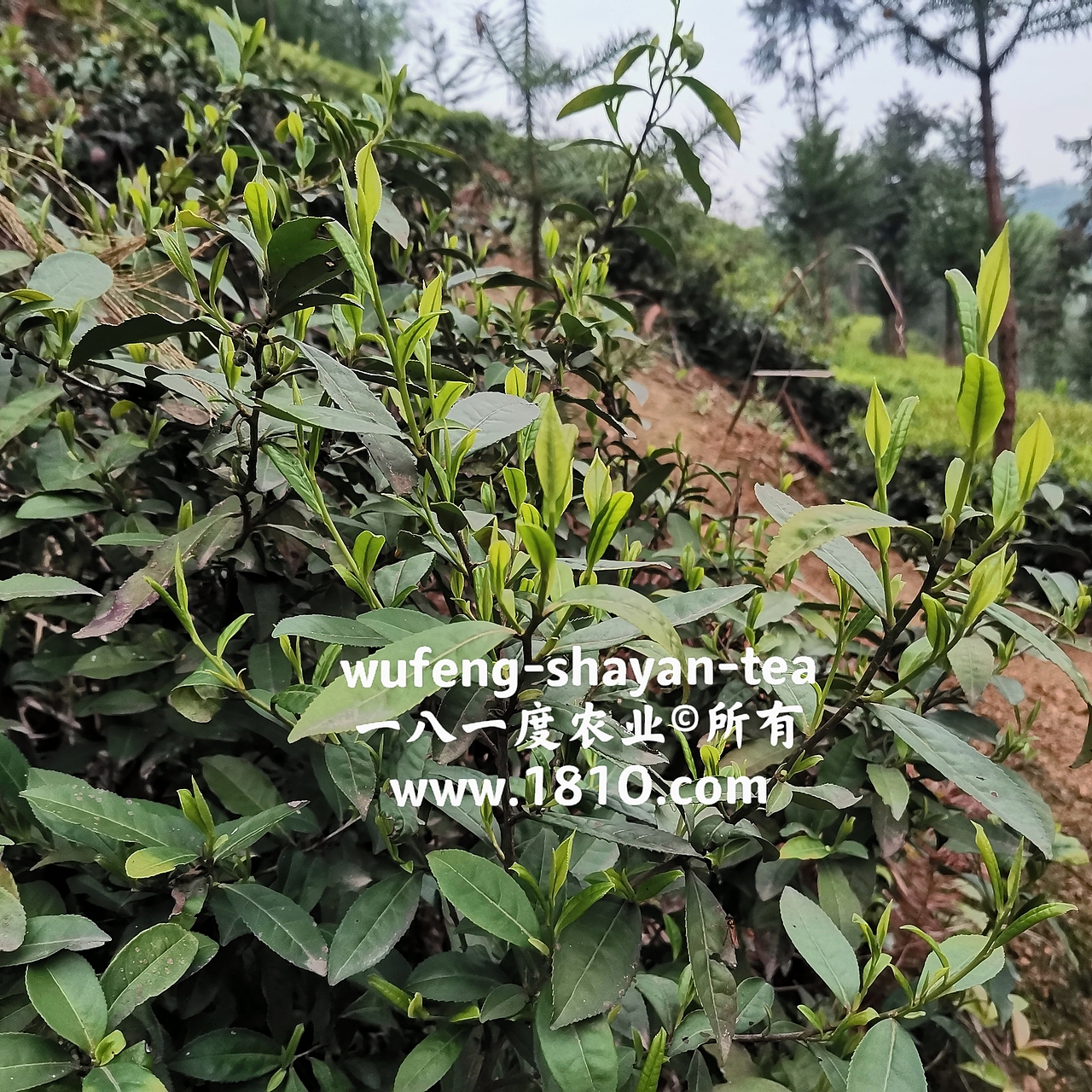 明前采茶拍摄日记（图ZMjU2NzkyNzMy） - 风光摄影 - 站酷设计师食品包装商标原创素材 - 站酷ZCOOL