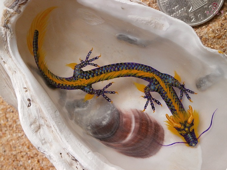 蚝壳寄居小神龙