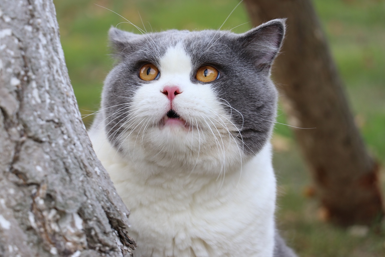 沐米猫舍 英国短毛猫 蓝白色 种猫