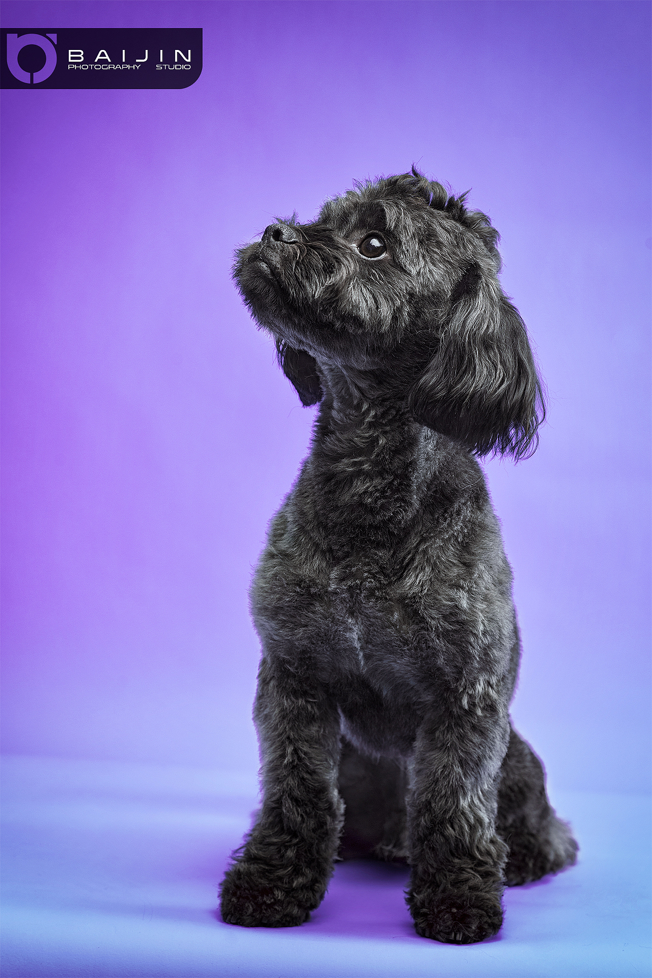 几张宠物（图ZMTIwNzcwNTQw） - 宠物摄影 - 站酷设计师喵喵大叔原创素材 - 站酷ZCOOL