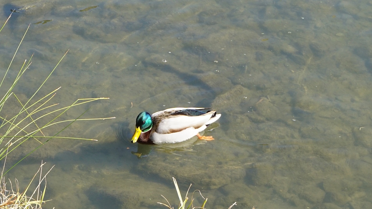 【京都】二条城（图ZMTk2OTc0ODgw） - 环境/建筑摄影 - 站酷设计师keke奇遇记原创素材 - 站酷ZCOOL