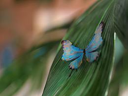 爱果乐原木学习桌（电商主图视频）