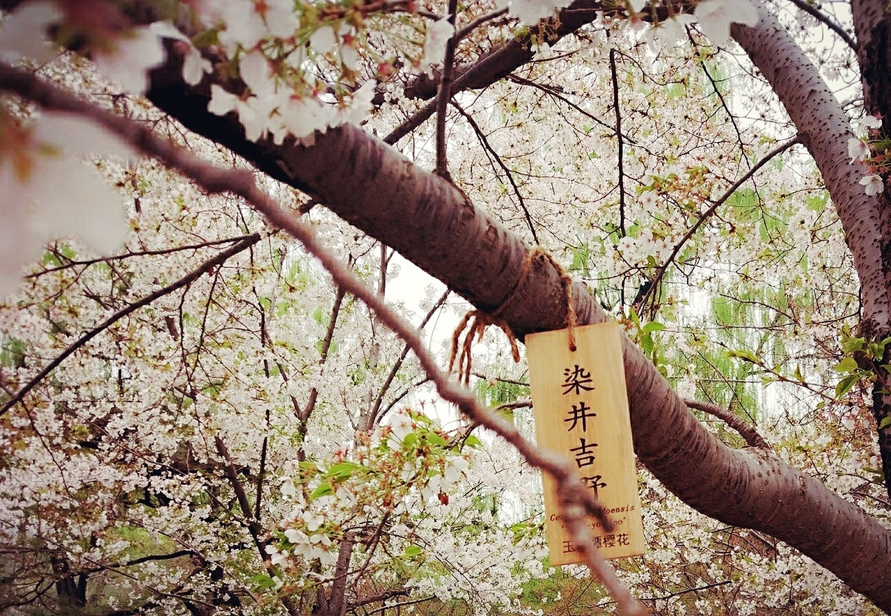 最樱花（图ZMTEzMDExNjQ4） - 风光摄影 - 站酷设计师苏小苏299原创素材 - 站酷ZCOOL