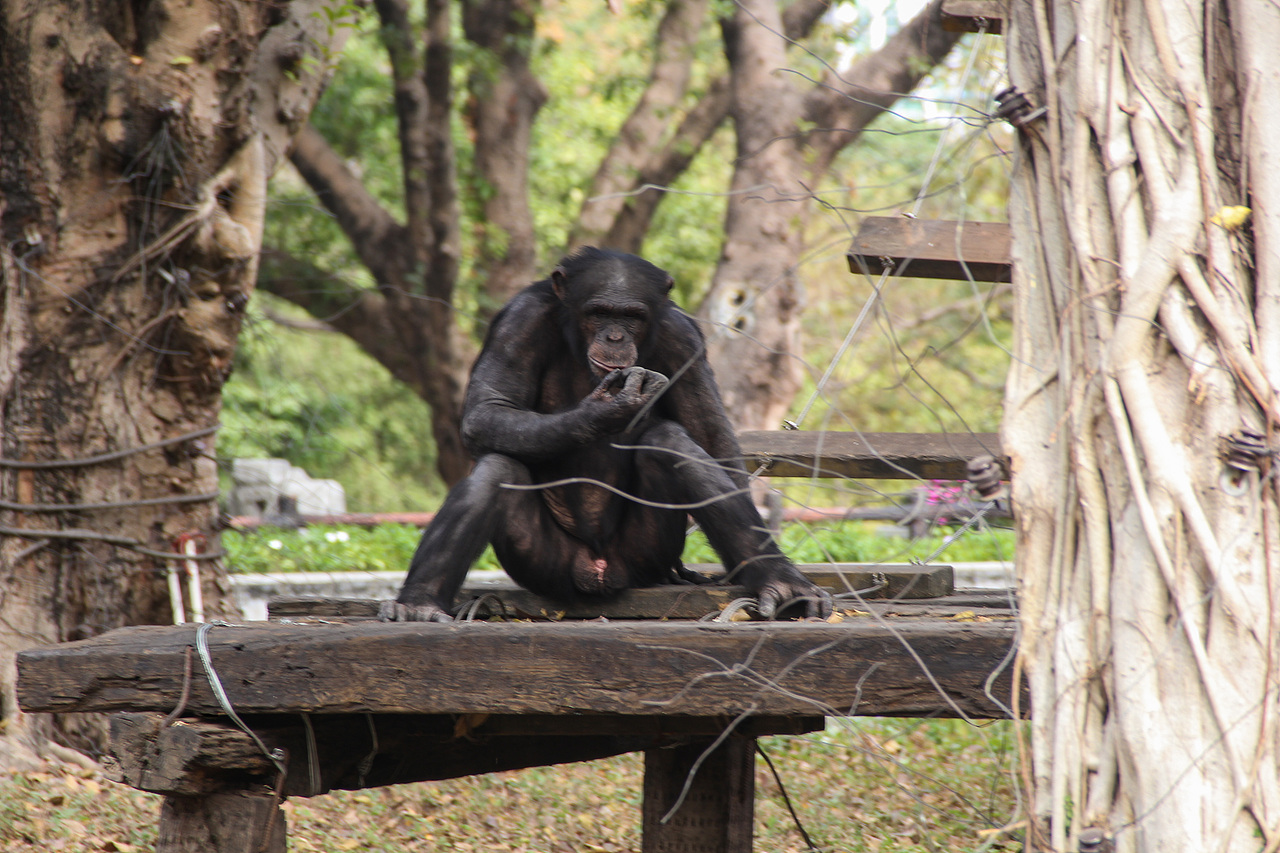 万物可爱（图ZMTk5OTY3NTky） - 宠物摄影 - 站酷设计师小红帽JN原创素材 - 站酷ZCOOL