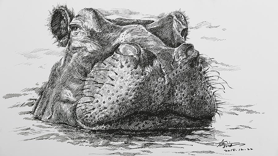 钢笔,针管笔画:河马 16开速写本