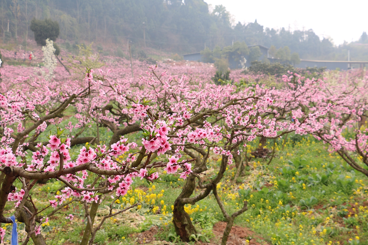 成都龙泉驿桃花故里桃花朵朵开