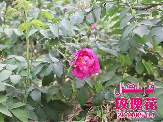 玫瑰花（个人主页-ZMzU2NTMzMzI=） - 宠物摄影 - 站酷设计师BaTuRJaN原创素材 - 站酷ZCOOL