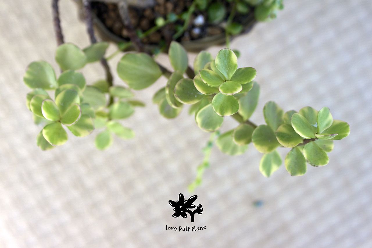 晒多肉（图ZMjE0NjgzNTI=） - 产品摄影 - 站酷设计师okado原创素材 - 站酷ZCOOL