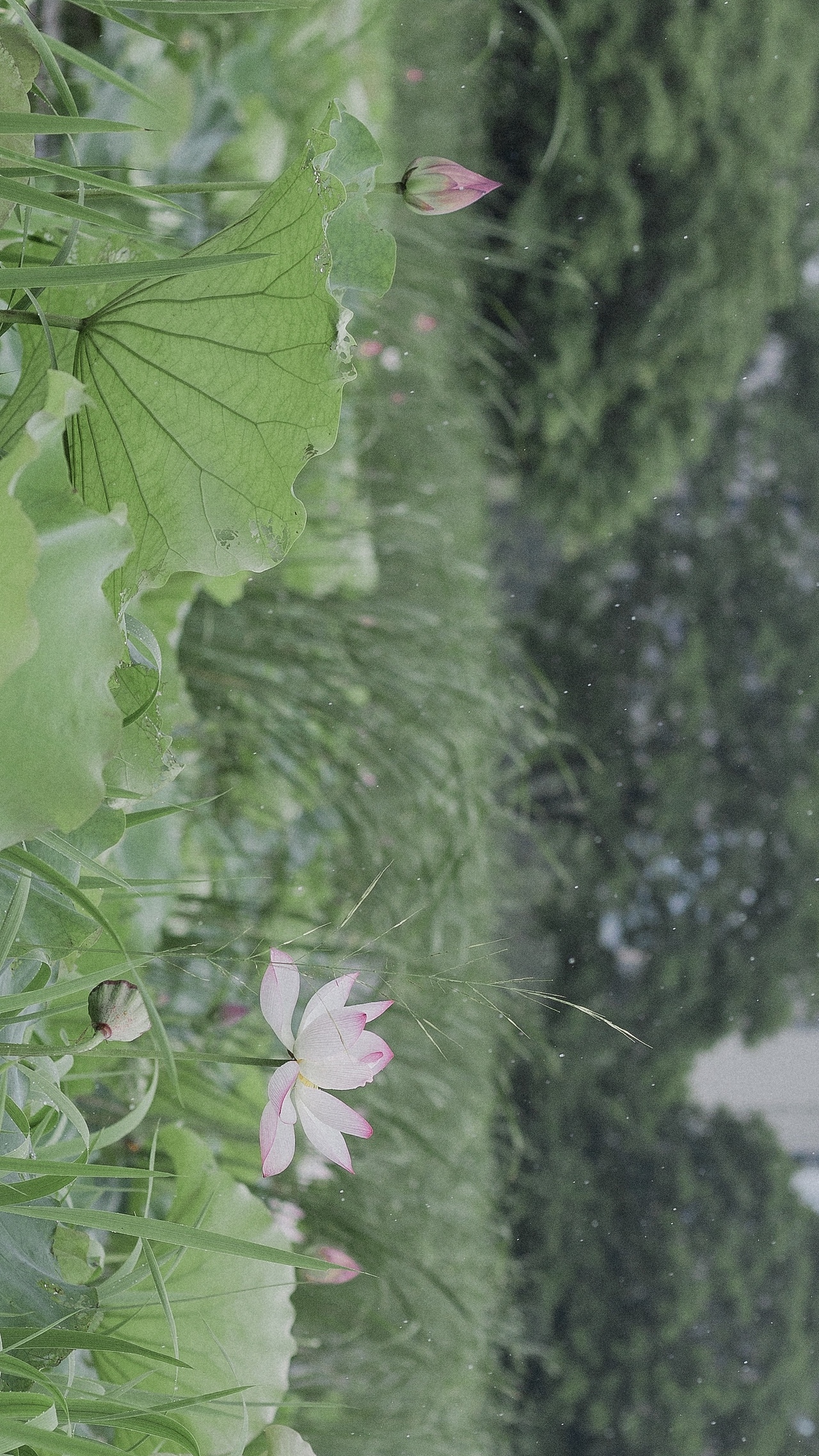 江南可采莲（图ZMjYwNDUxNzky） - 风光摄影 - 站酷设计师泡芙酱_Puff原创素材 - 站酷ZCOOL