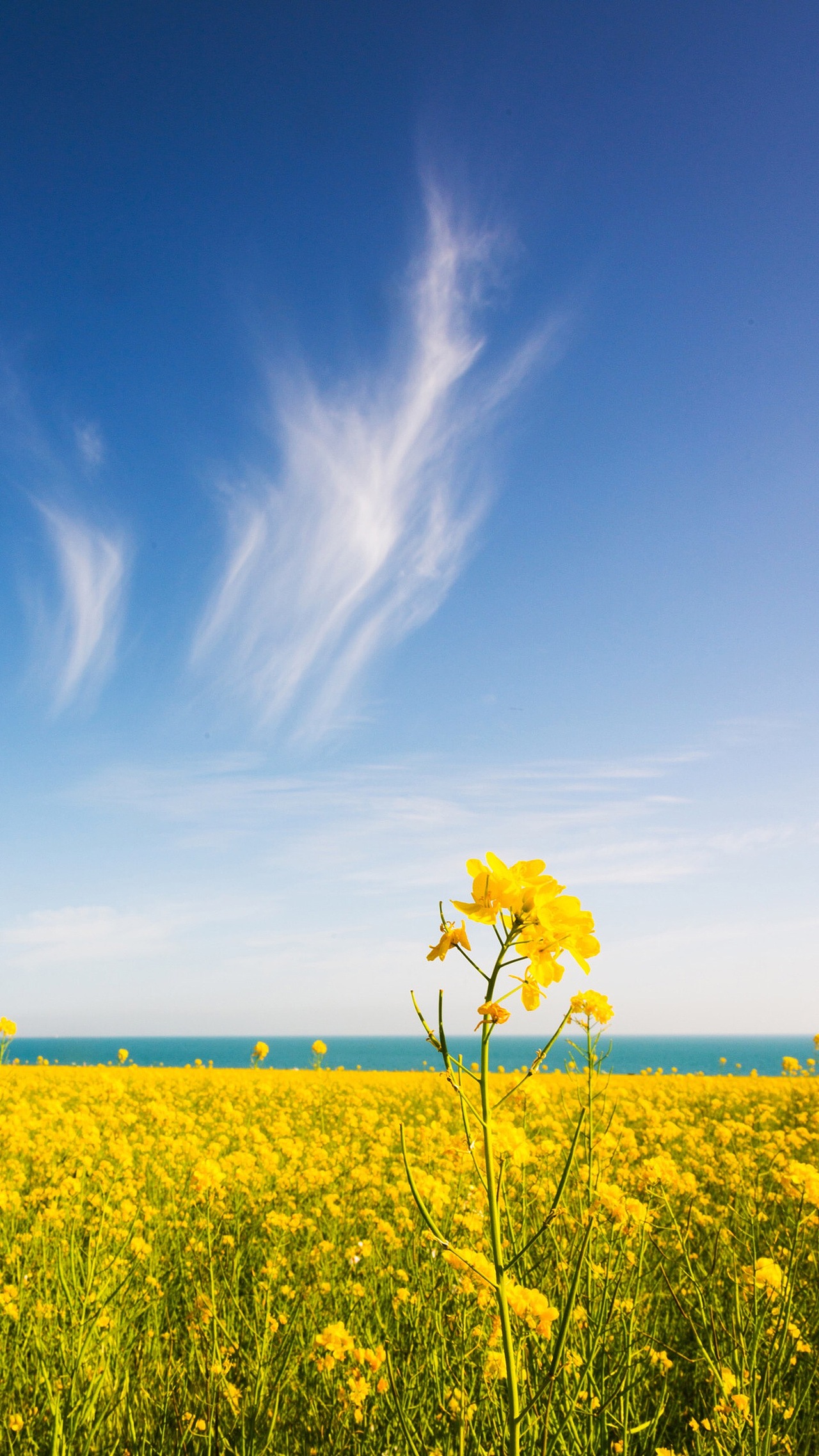 看开了谁的头顶都有一汪蓝天,看淡了谁的心中都有一片