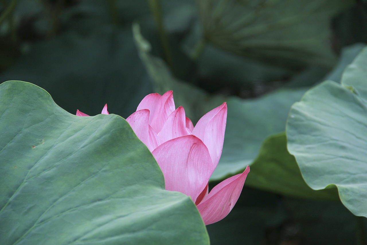 白洋淀荷花（圖ZNzA5ODcxNDA=） - 風(fēng)光攝影 - 站酷設(shè)計(jì)師山山而川上的麥子原創(chuàng)素材 - 站酷ZCOOL