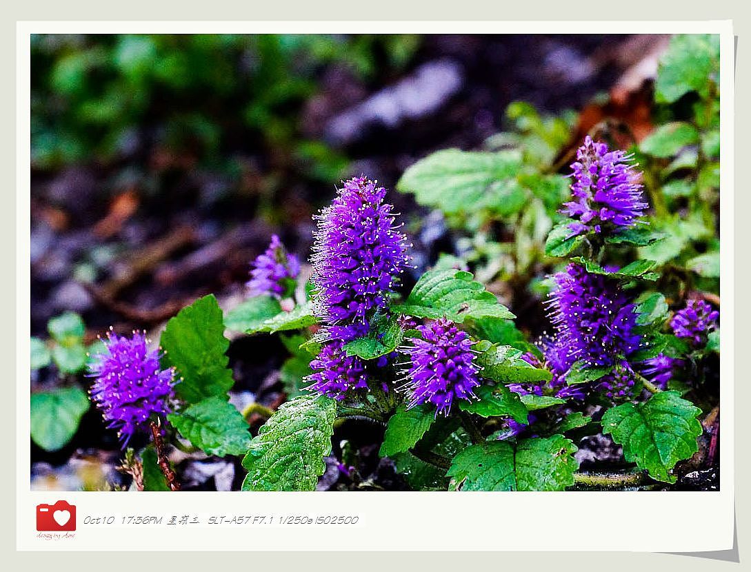 ◤岁月静好❤安然若素◢ 最接近天堂的地方，一轉身便是天涯（图ZNzE1MzM1Ng==） - 风光摄影 - 站酷设计师咪噜咪噜原创素材 - 站酷ZCOOL