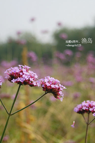 站酷6周年-渔岛（图ZNjk3NjQ1Mg==） - 风光摄影 - 站酷设计师石头庙原创素材 - 站酷ZCOOL