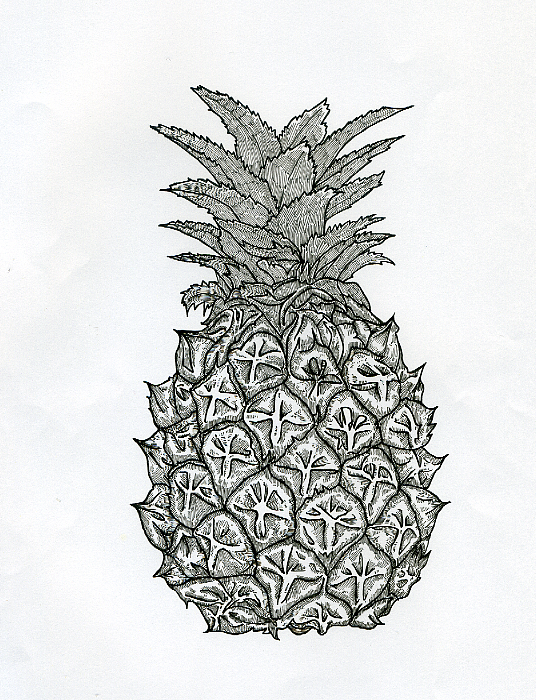 水果线稿（图ZMzc2NDc5MzY=） - 商业插画 - 站酷设计师麦子的麦原创素材 - 站酷ZCOOL