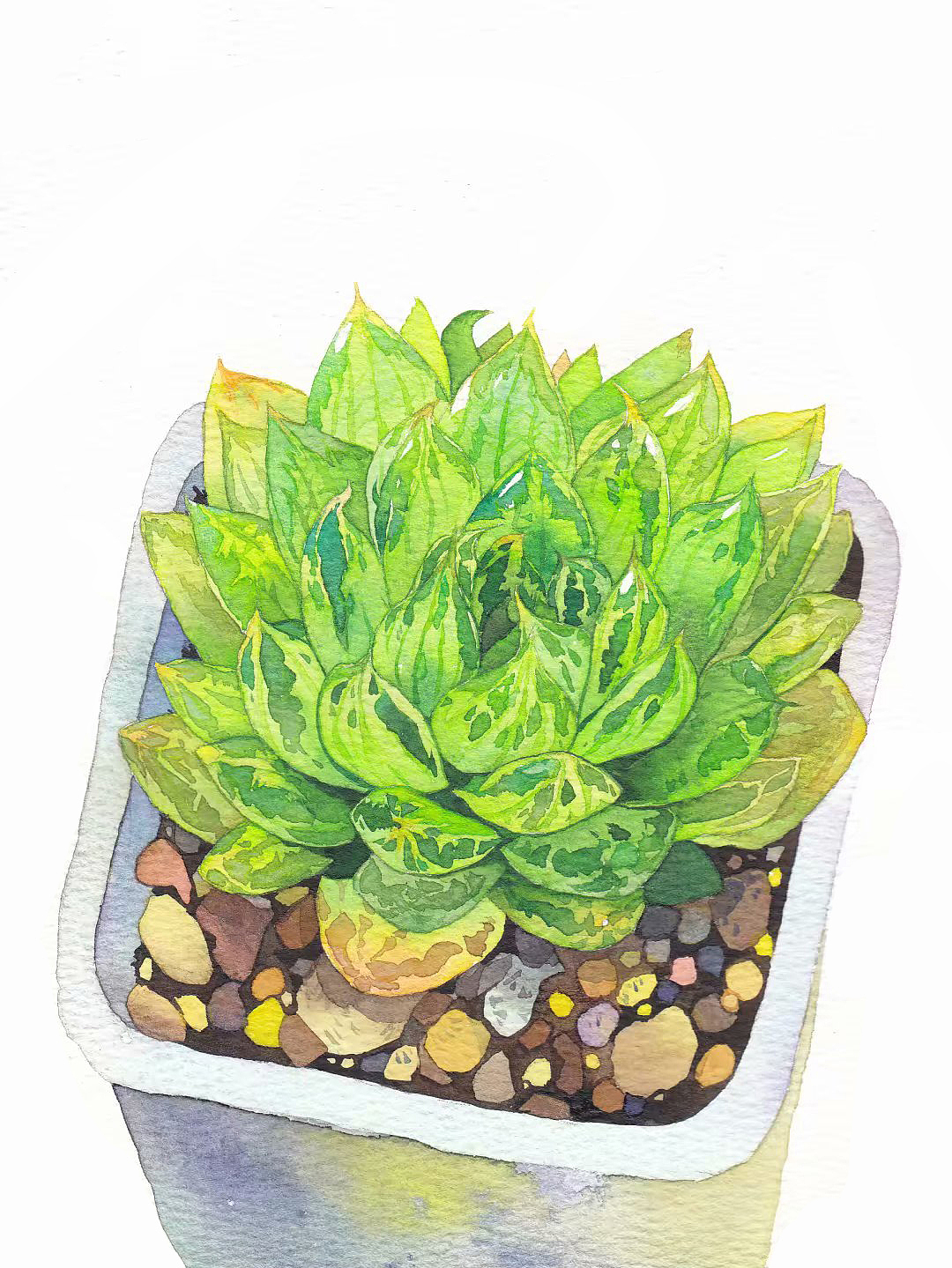 水彩手绘多肉植物系列（图ZMjAxMjAxNTcy） - 绘画 - 站酷设计师插画师酸酸原创素材 - 站酷ZCOOL