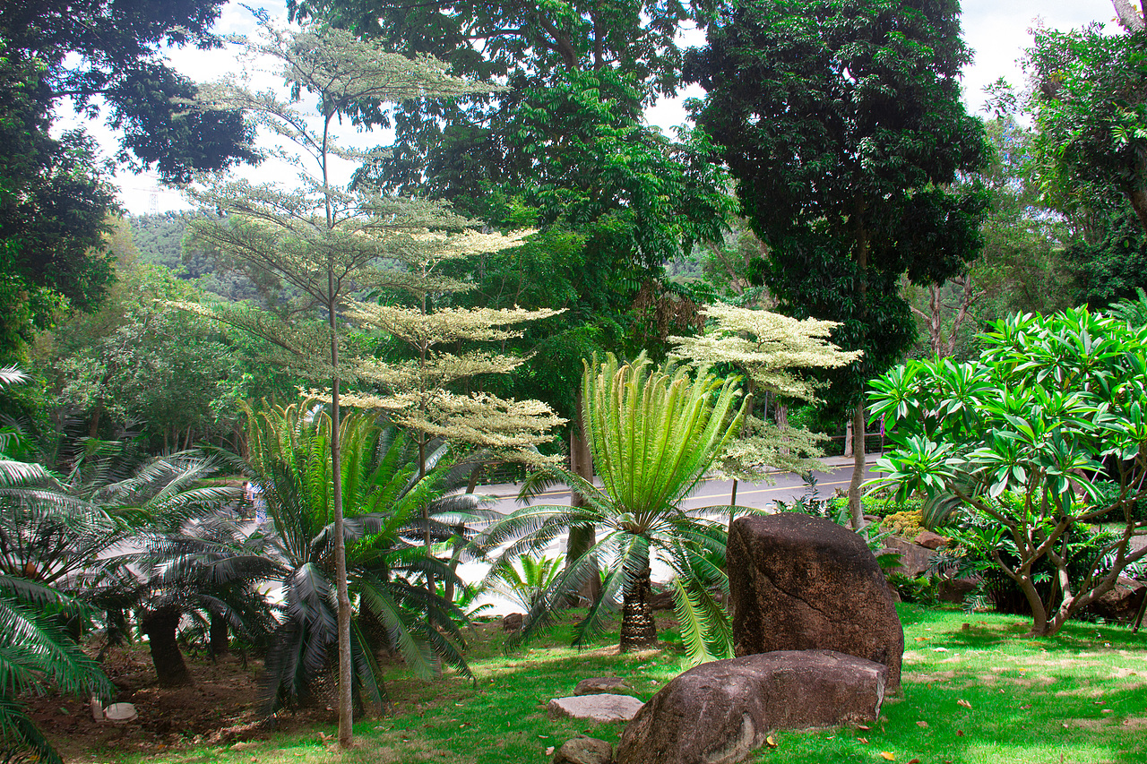 个人室外摄影深圳仙湖植物园