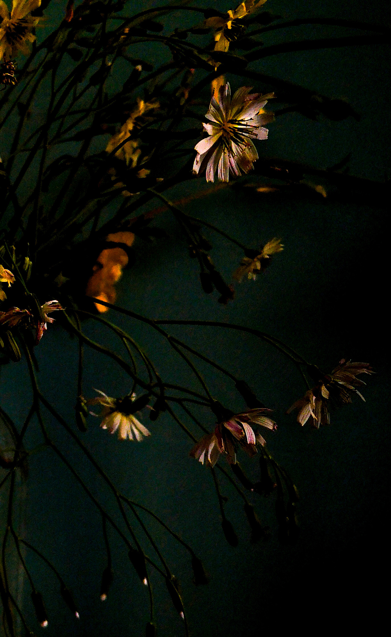 手机随拍~（图ZMTgxMTExNjA0） - 风光摄影 - 站酷设计师祁煜尘原创素材 - 站酷ZCOOL