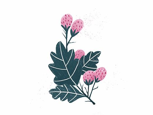 植物-小插画 1