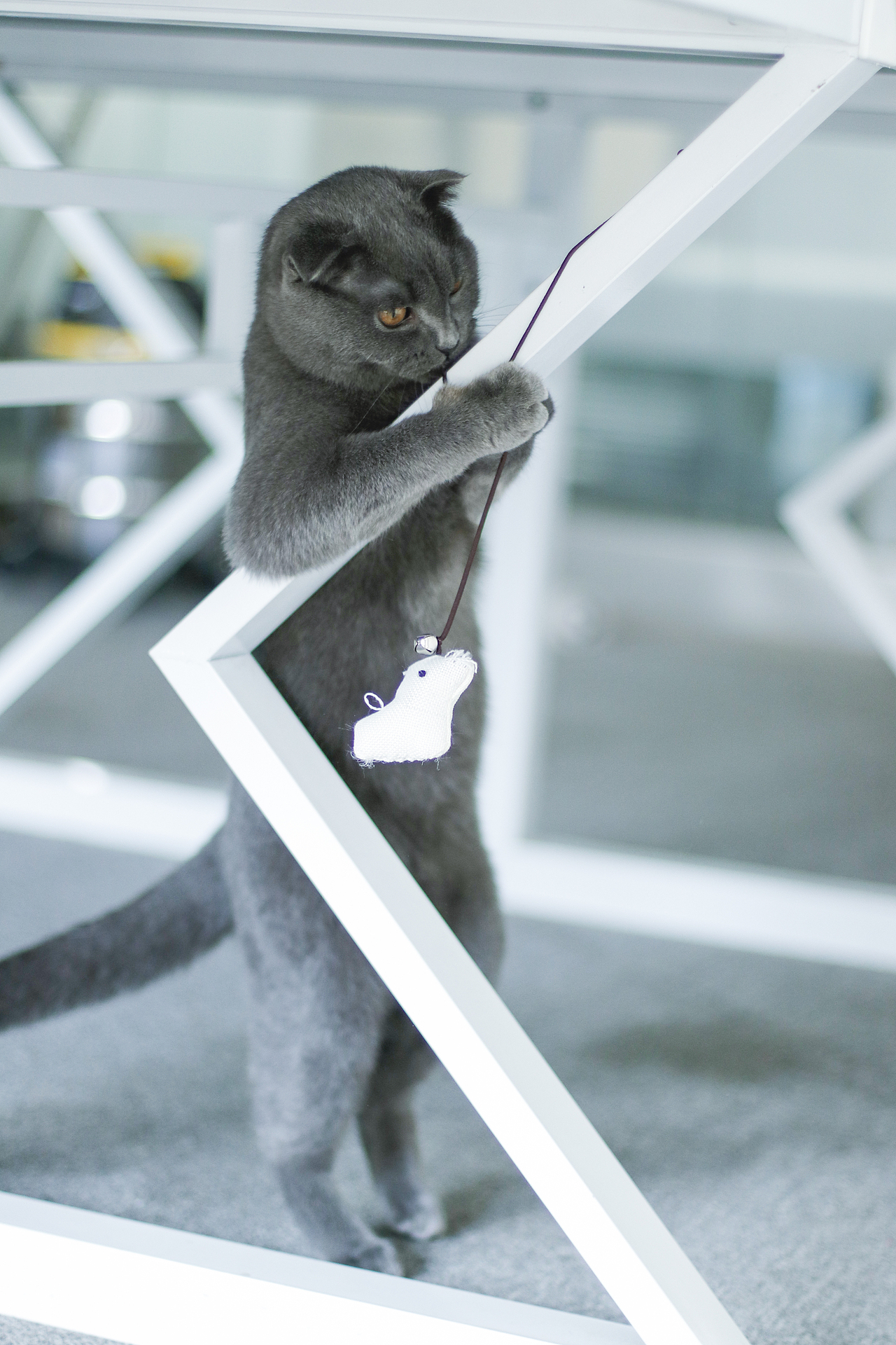 蓝皮，皮老板日常（图ZMTgxNzExOTIw） - 宠物摄影 - 站酷设计师花菜呢花菜原创素材 - 站酷ZCOOL