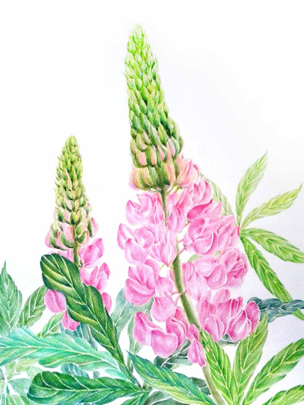 水彩 彩铅《鲁冰花》