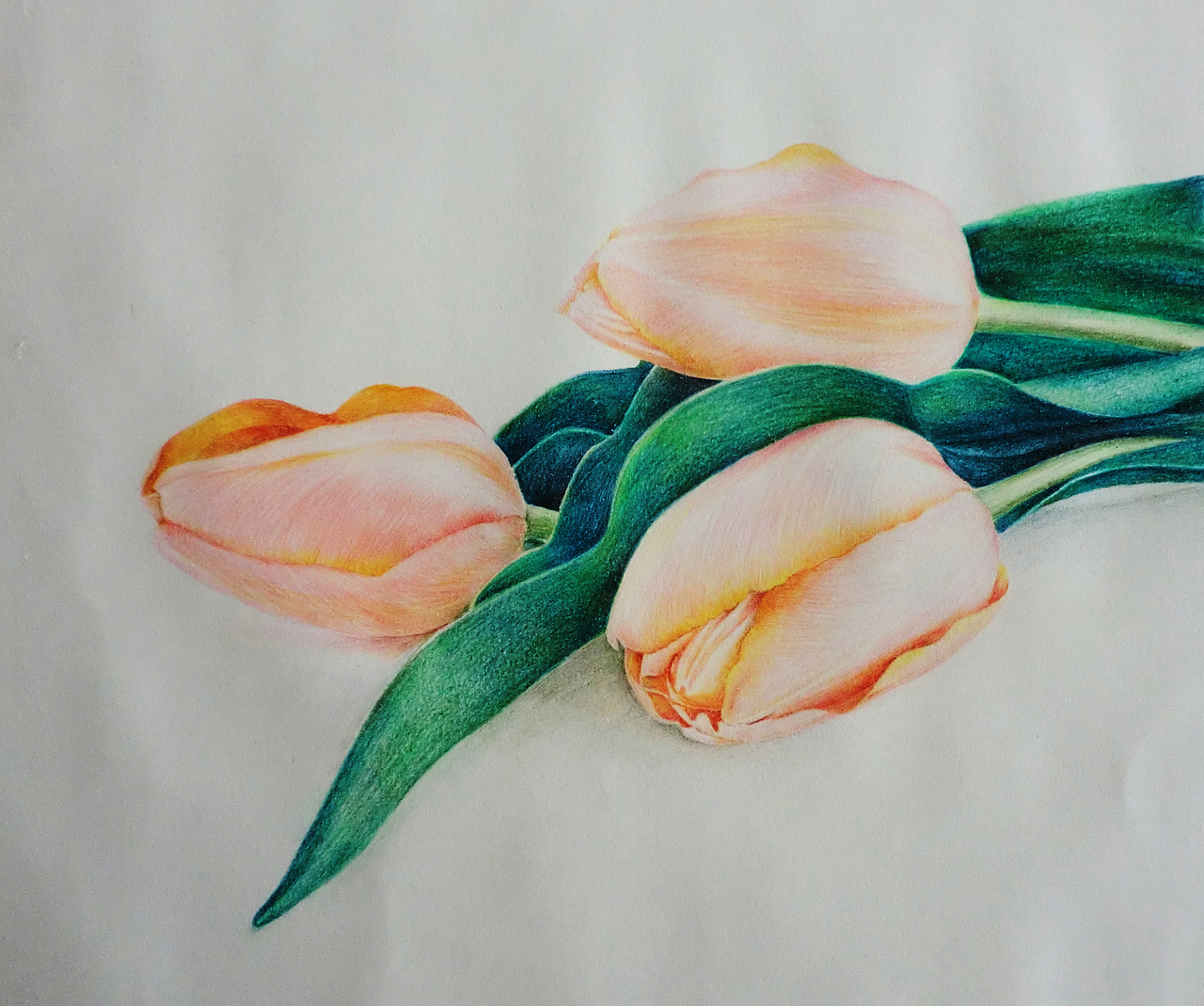 彩色铅笔手绘画---花