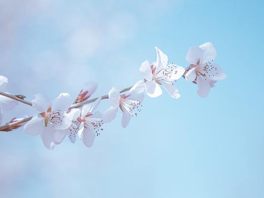 三月桃花