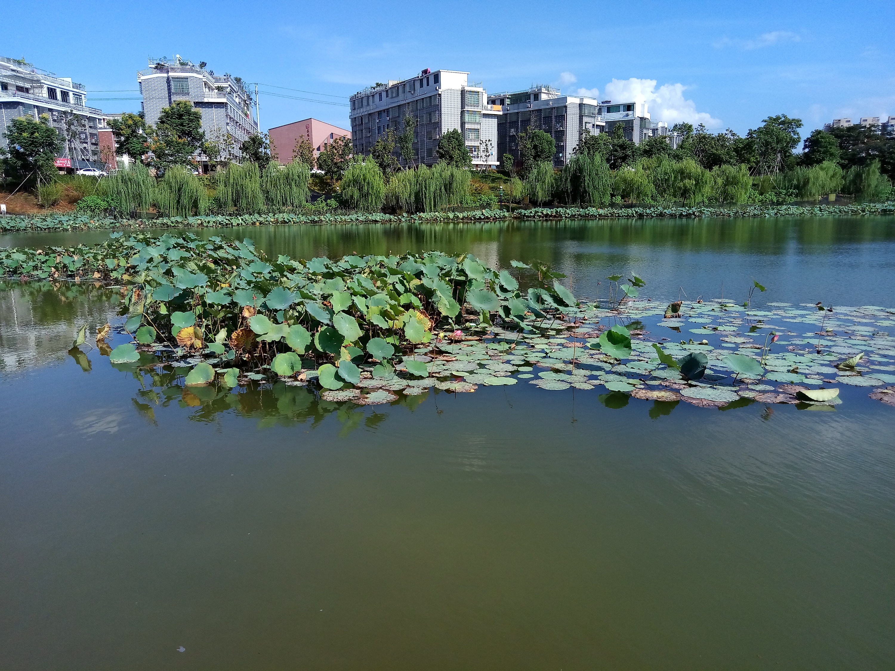义乌莲塘公园随拍自然风光花草鲜花植物摄影