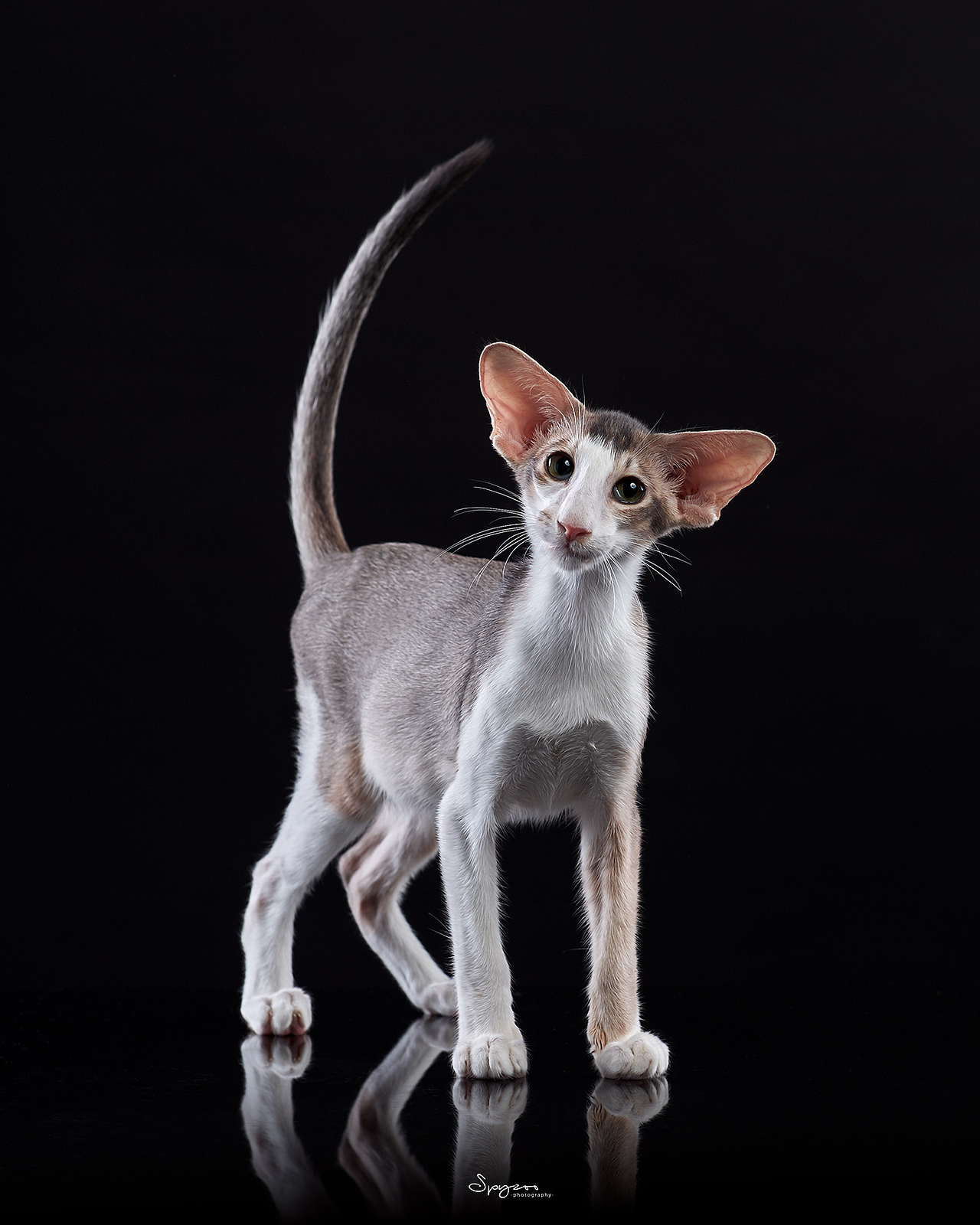 东方短毛猫天津影棚拍攝九月(图ZMjI1NTY5NDAw) - 宠物摄影 - 站酷设计师spyzoo原创素材 - 站酷ZCOOL